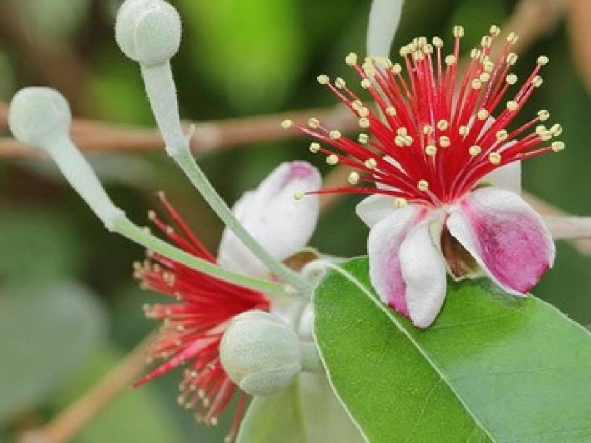 Feijoa Villa Saint Gely du Fesc Bagian luar foto